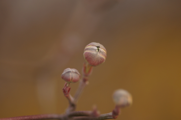 f:id:goldhead:20130317223831j:image f:id:goldhead:20130317223831j:image