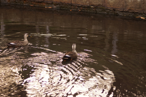 f:id:goldhead:20130317223832j:image f:id:goldhead:20130317223832j:image