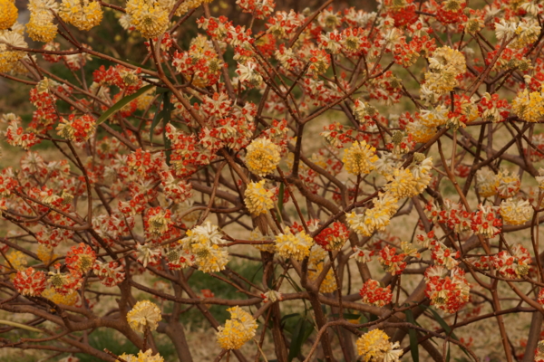 f:id:goldhead:20130317223834j:image f:id:goldhead:20130317223834j:image