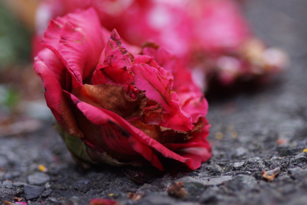 f:id:goldhead:20130317223844j:image f:id:goldhead:20130317223844j:image