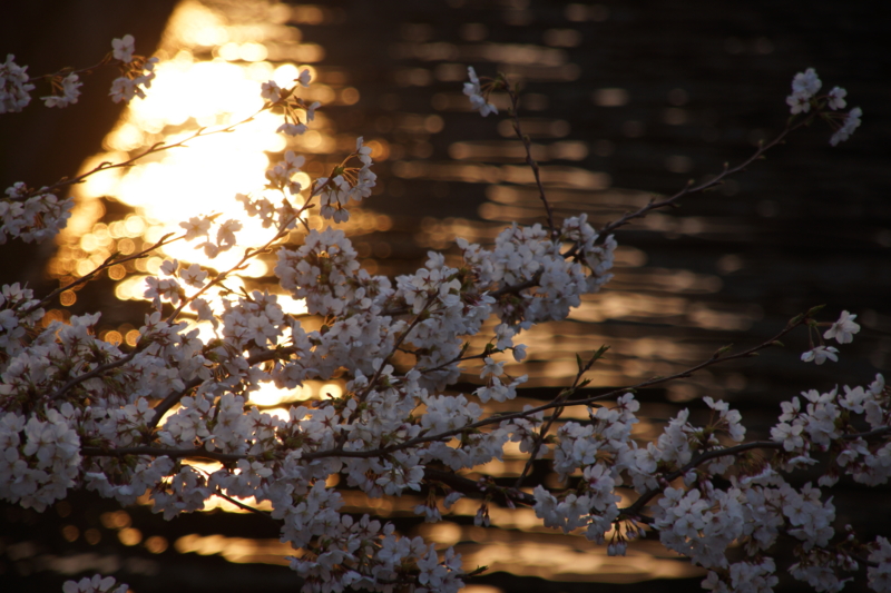 f:id:goldhead:20130323231014j:image