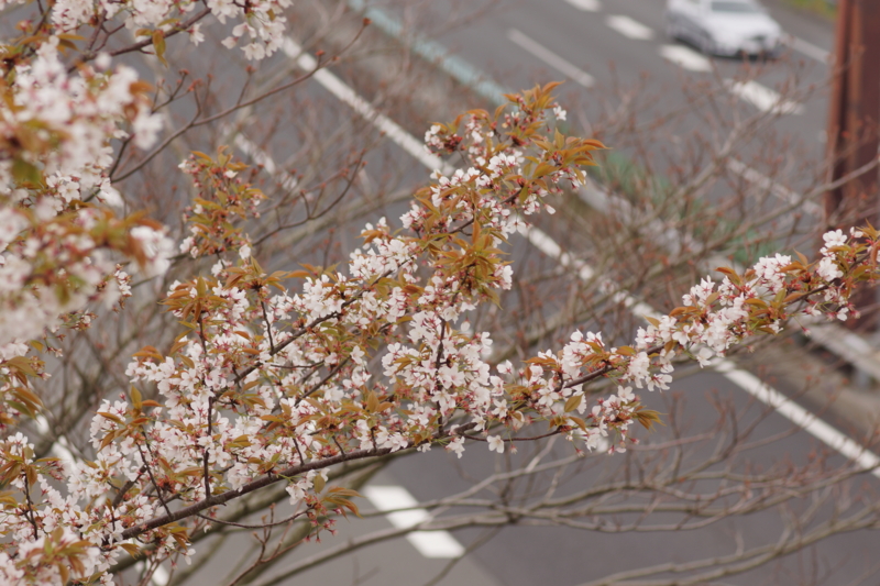 f:id:goldhead:20130330225846j:image