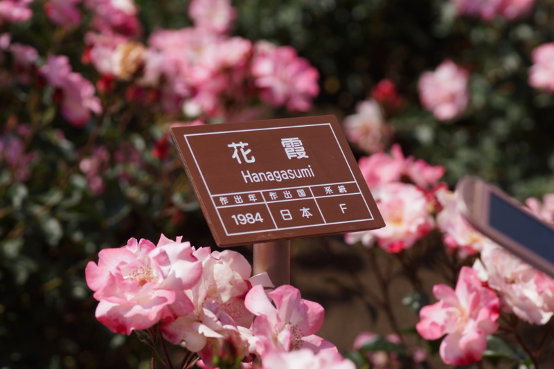 f:id:goldhead:20130518222817j:image