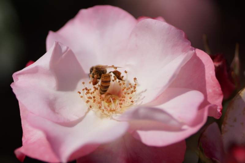 f:id:goldhead:20130518222818j:image