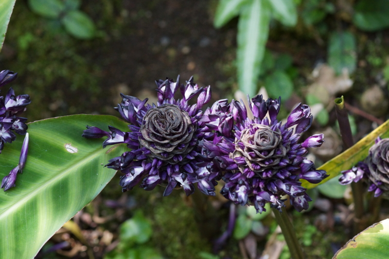 f:id:goldhead:20130518222821j:image