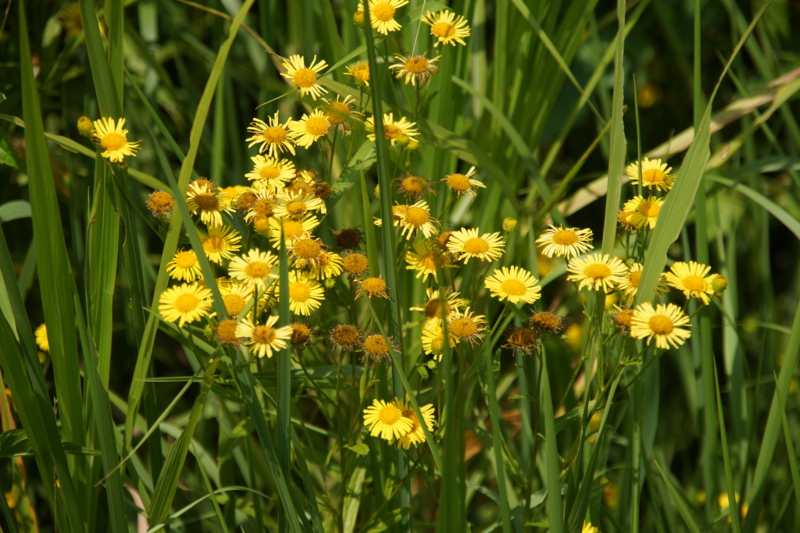 f:id:goldhead:20130818212400j:image f:id:goldhead:20130818212400j:image