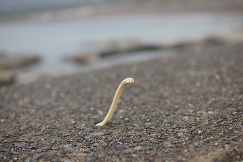 f:id:goldhead:20131102225909j:image