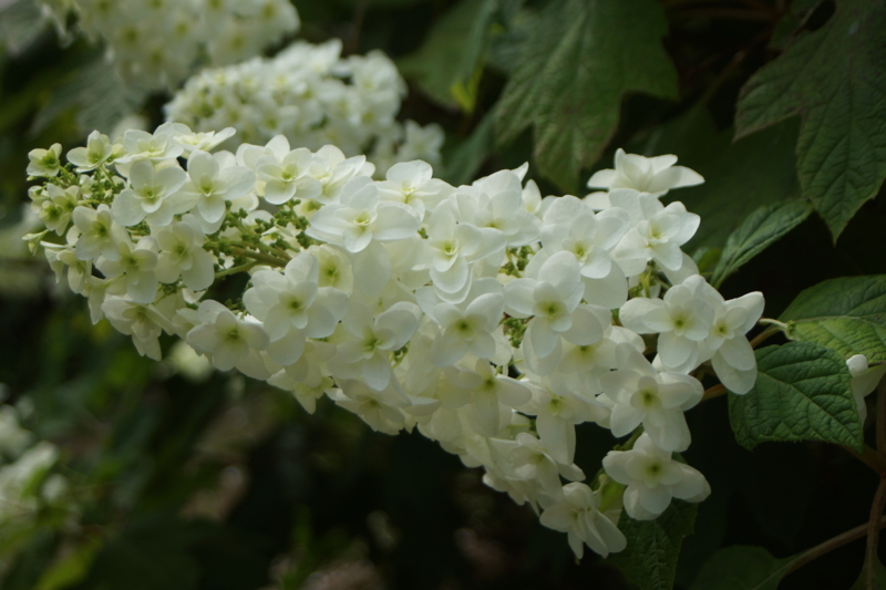 f:id:goldhead:20150530185610j:image:w640