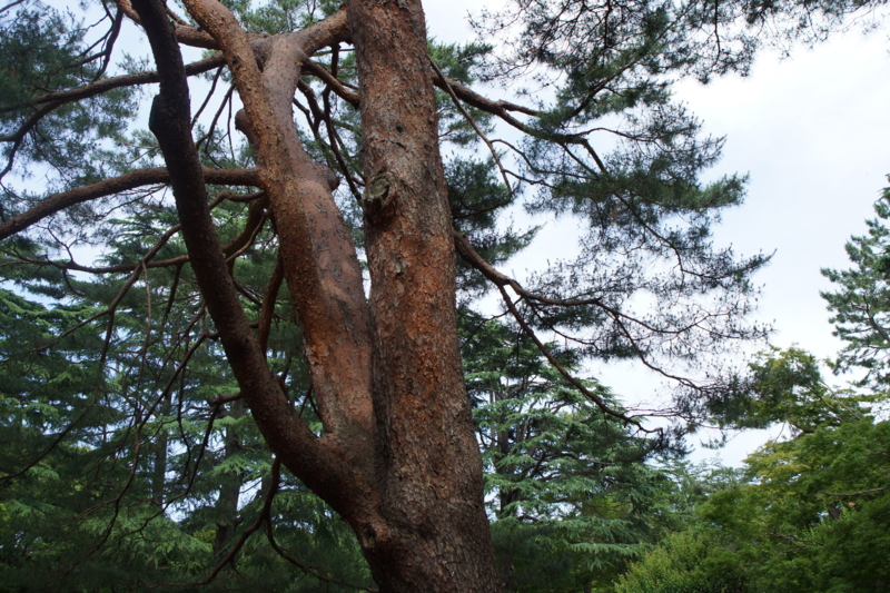 f:id:goldhead:20150530185611j:image:w640