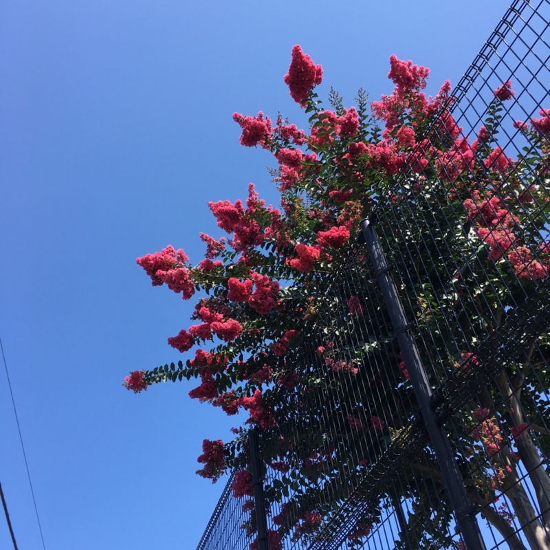 f:id:goldhead:20160810124529j:plain