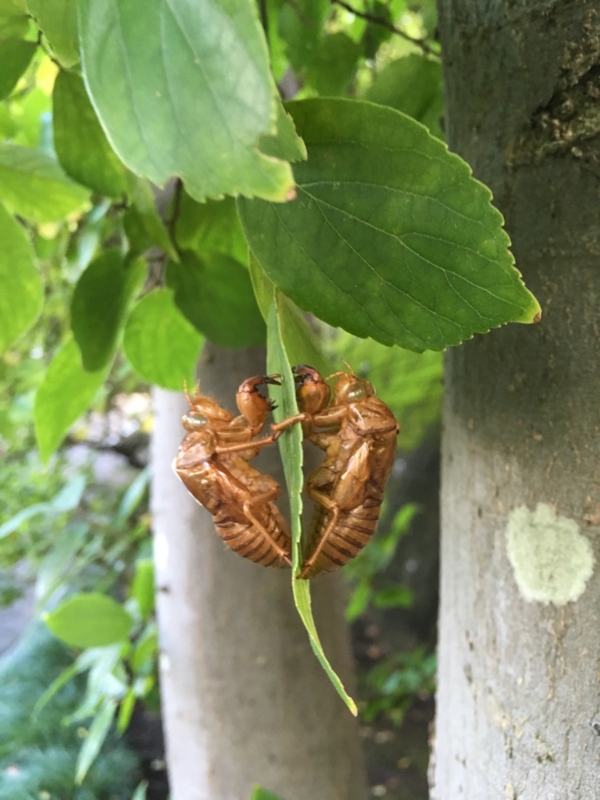 f:id:goldhead:20160822182143j:plain f:id:goldhead:20160822182143j:plain