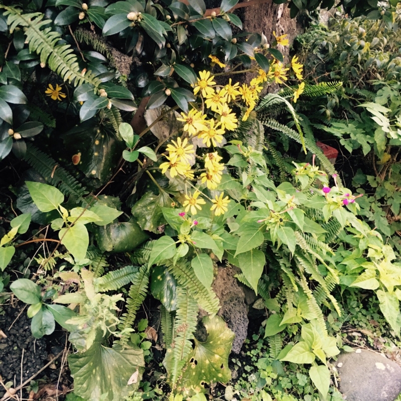 f:id:goldhead:20161114174208j:plain f:id:goldhead:20161114174208j:plain