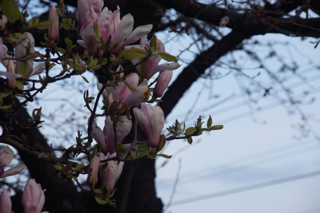 f:id:goldhead:20170404123311j:plain