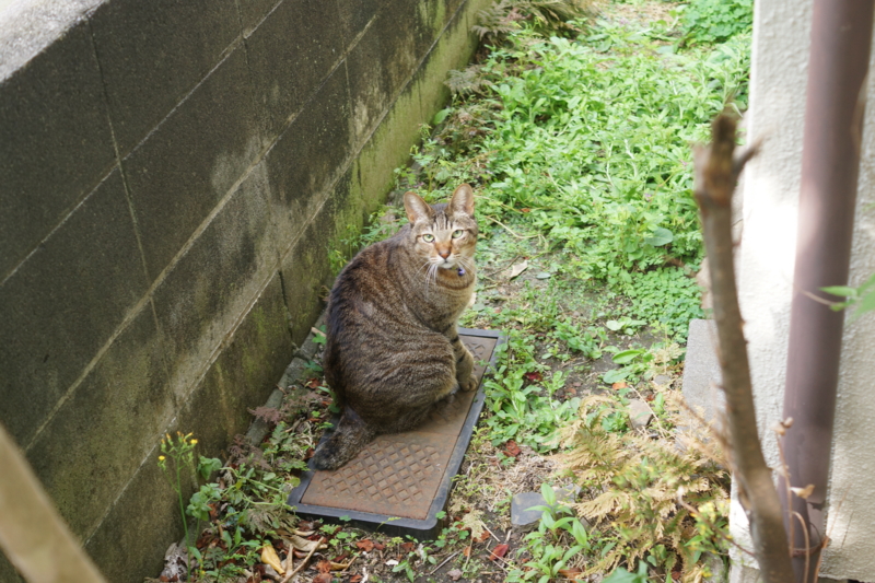 f:id:goldhead:20170503221111j:plain f:id:goldhead:20170503221111j:plain