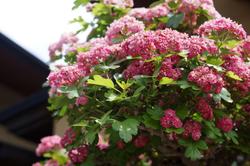 f:id:goldhead:20170503221112j:plain f:id:goldhead:20170503221112j:plain