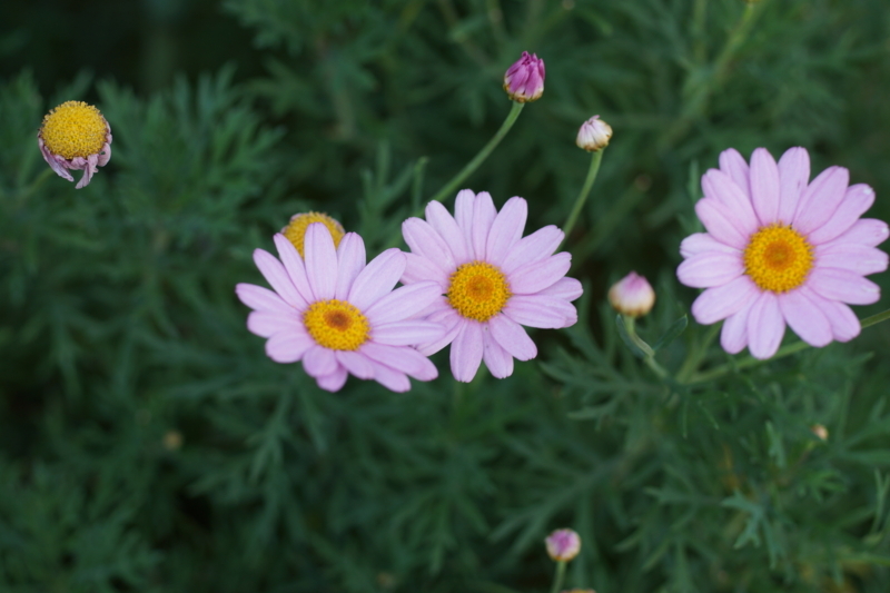 f:id:goldhead:20170617205851j:plain