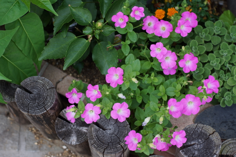 f:id:goldhead:20170617205852j:plain