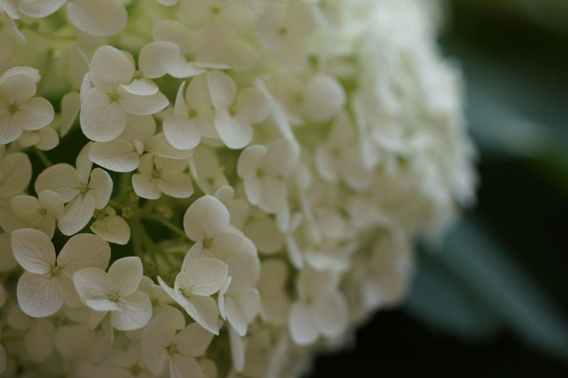 f:id:goldhead:20170617205914j:plain