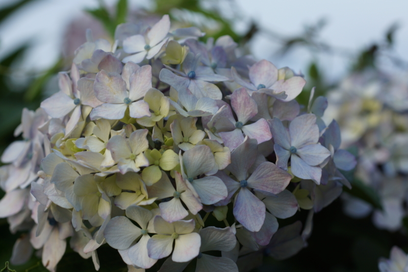 f:id:goldhead:20170617211427j:plain