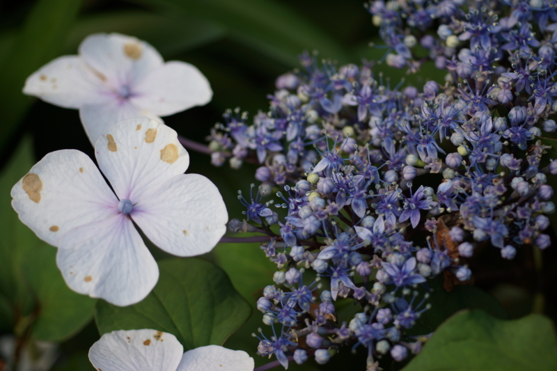 f:id:goldhead:20170617211430j:plain