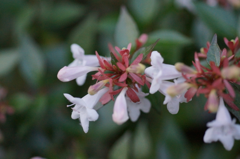 f:id:goldhead:20170617211434j:plain