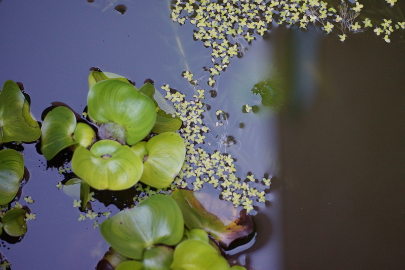 f:id:goldhead:20170617211438j:plain