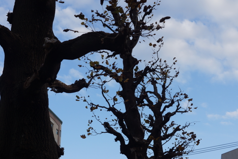 f:id:goldhead:20171205125625j:plain