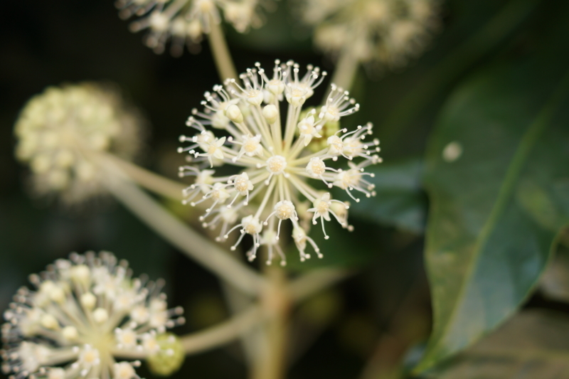 f:id:goldhead:20171205125628j:plain