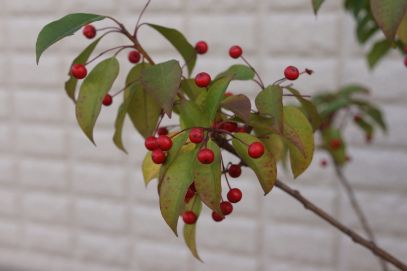 f:id:goldhead:20171205125629j:plain