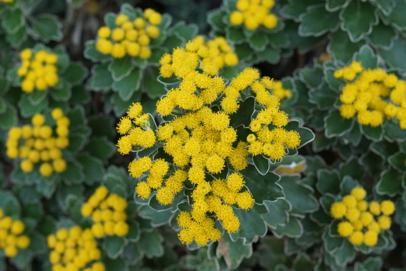 f:id:goldhead:20171205125633j:plain