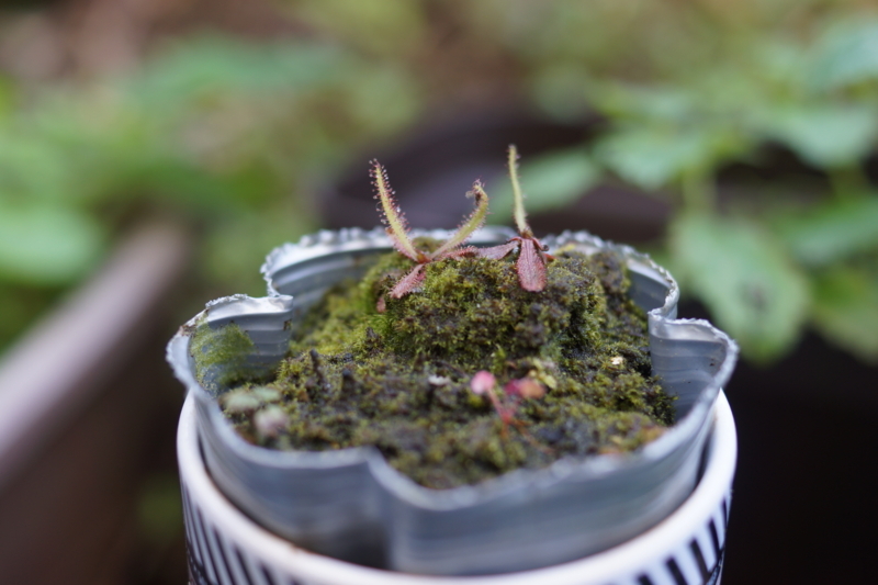 f:id:goldhead:20171205125634j:plain