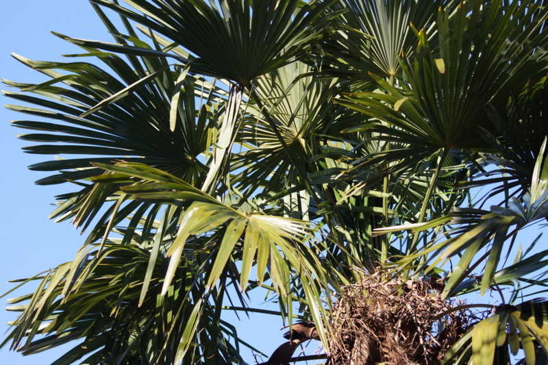 f:id:goldhead:20180103185927j:plain