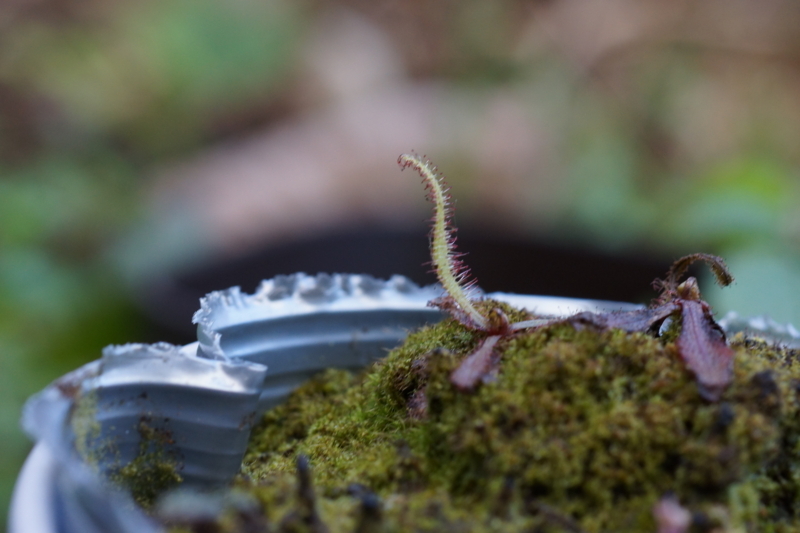 f:id:goldhead:20180103185954j:plain