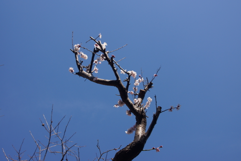 f:id:goldhead:20180304142535j:plain f:id:goldhead:20180304142535j:plain