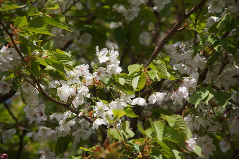 f:id:goldhead:20180401162323j:plain