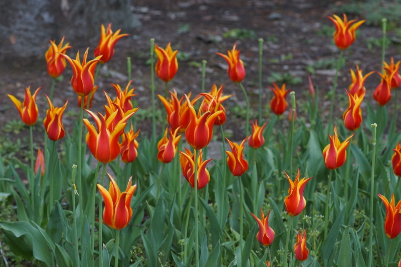 f:id:goldhead:20180407183148j:plain