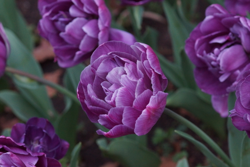 f:id:goldhead:20180407183149j:plain