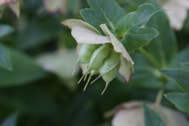 f:id:goldhead:20180407183151j:plain