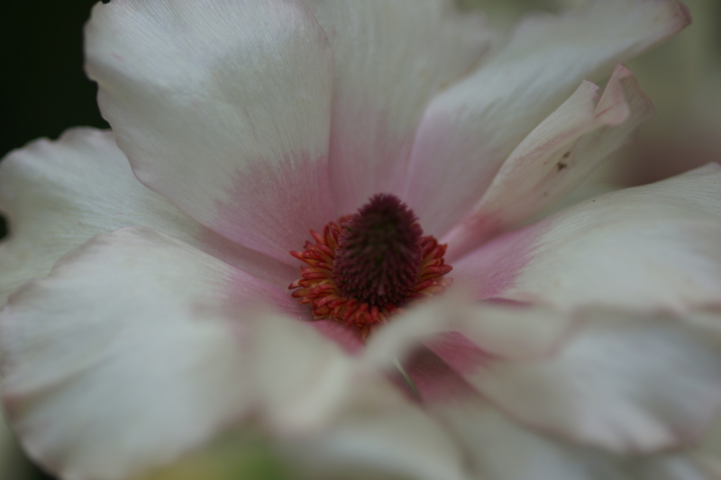 f:id:goldhead:20180407183210j:plain