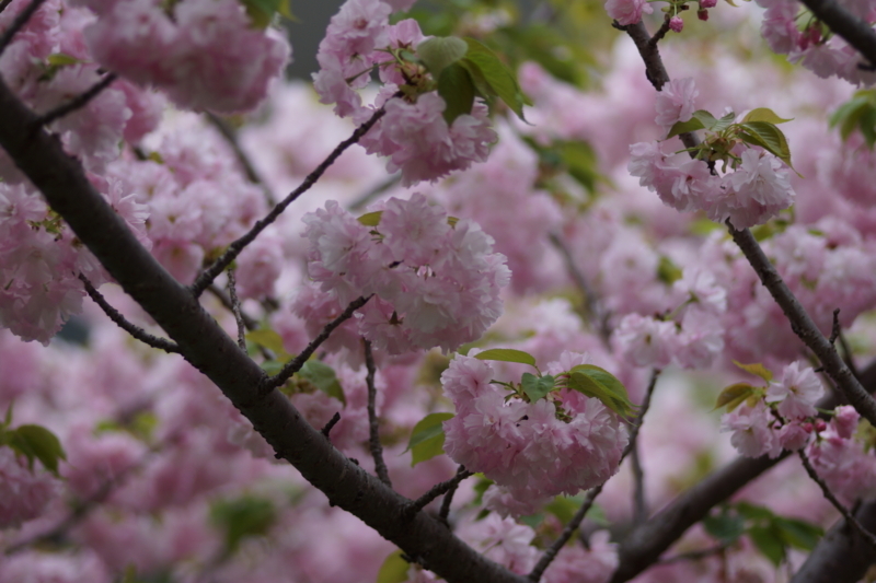 f:id:goldhead:20180407183212j:plain