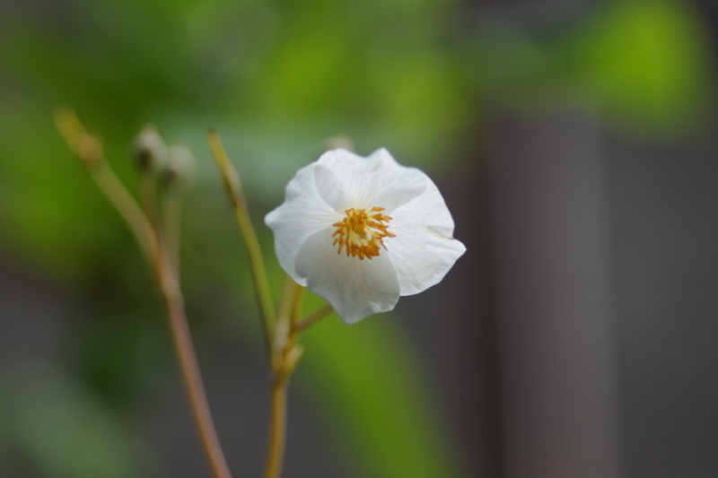 f:id:goldhead:20180407183216j:plain