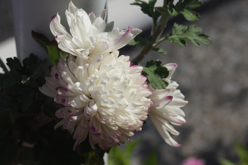 f:id:goldhead:20180422172906j:plain