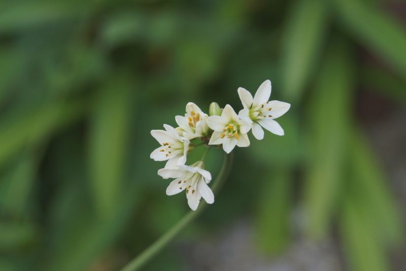 f:id:goldhead:20180422172913j:plain