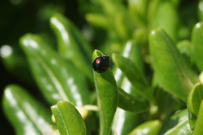 f:id:goldhead:20180426220712j:plain