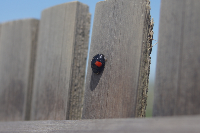 f:id:goldhead:20180426220722j:plain