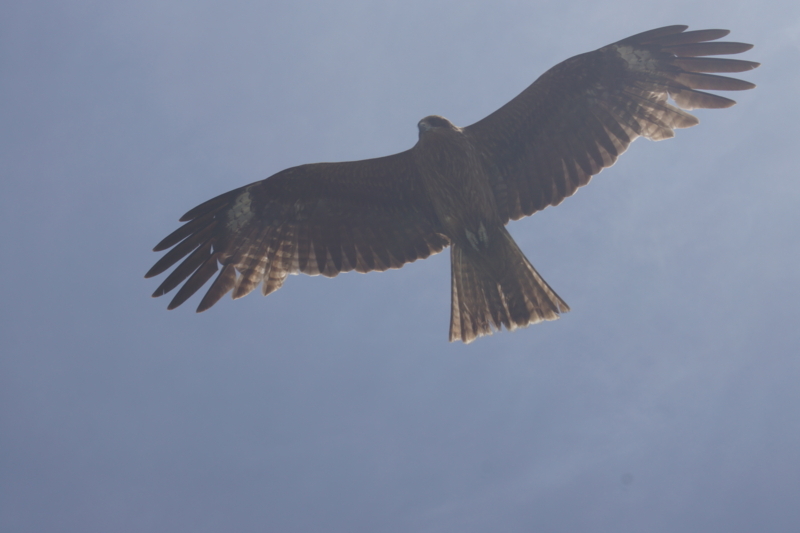 f:id:goldhead:20180426220725j:plain