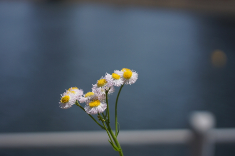 f:id:goldhead:20180429205304j:plain