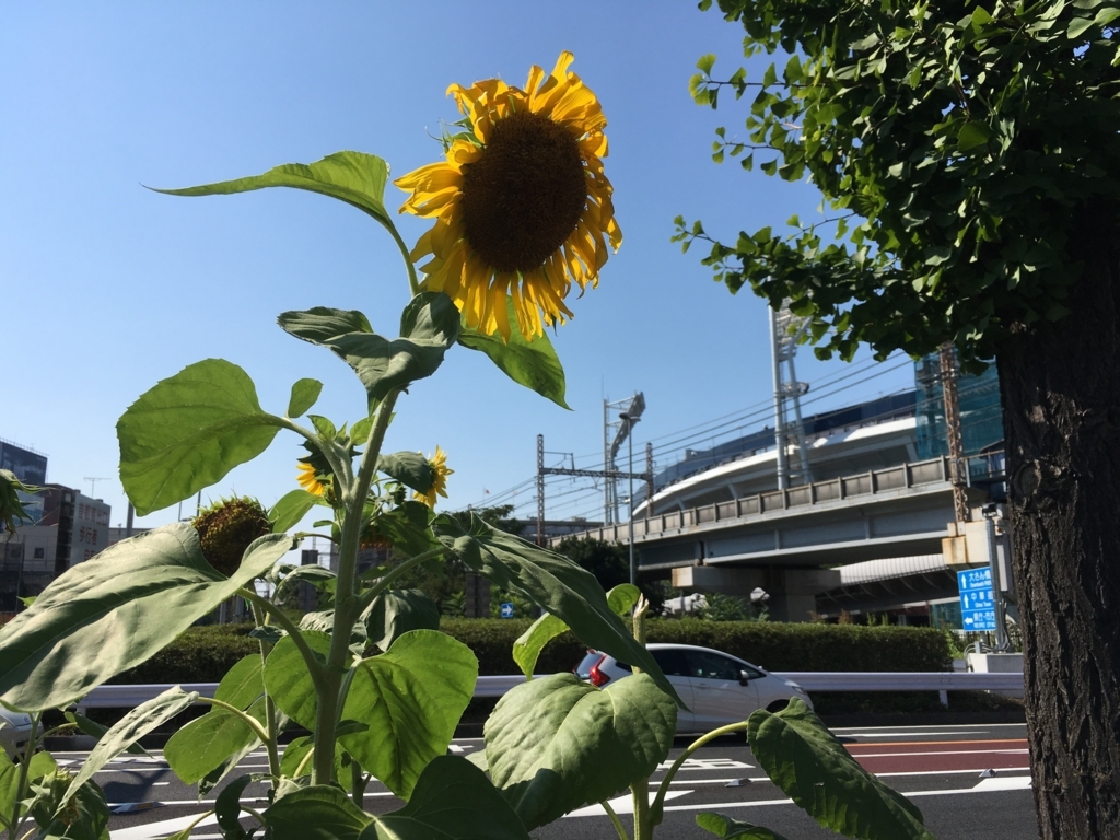 f:id:goldhead:20180801213727j:plain f:id:goldhead:20180801213727j:plain