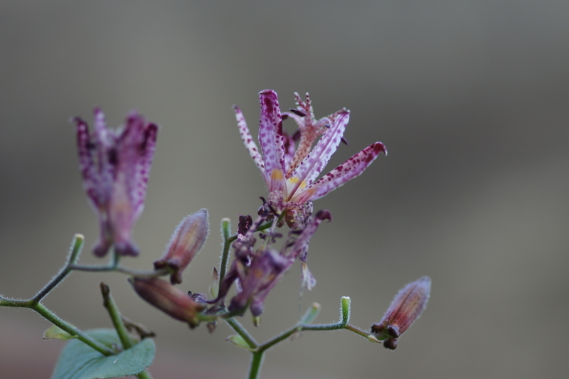 f:id:goldhead:20181117215716j:plain f:id:goldhead:20181117215716j:plain