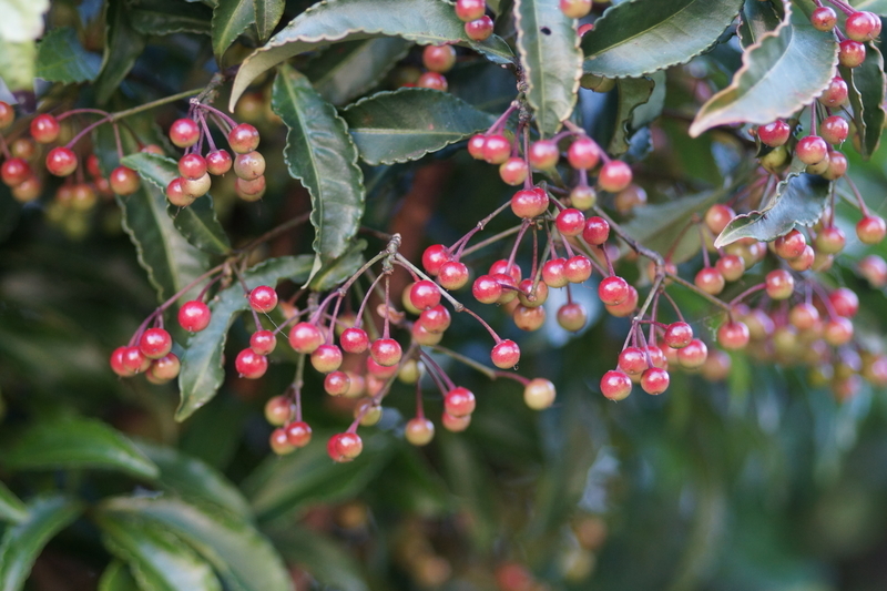 f:id:goldhead:20181117215719j:plain f:id:goldhead:20181117215719j:plain